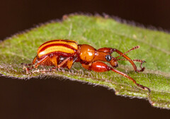 Paramecolabus feae