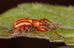 Paramecolabus feae