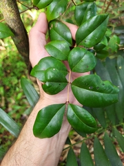 Eugenia biflora