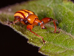 Paramecolabus feae