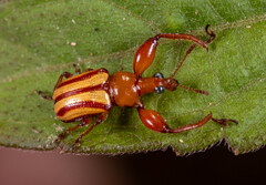 Paramecolabus feae