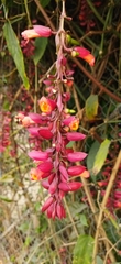 Thunbergia coccinea