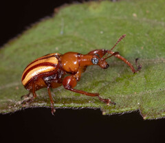 Paramecolabus feae