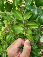 Eugenia biflora