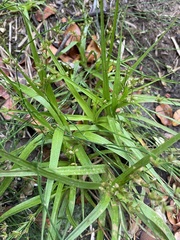 Apiales