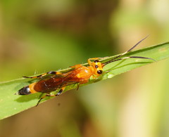 Ischnojoppa luteator