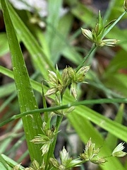 Apiales