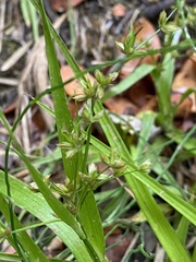 Apiales