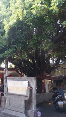 Ficus microcarpa