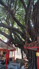 Ficus microcarpa