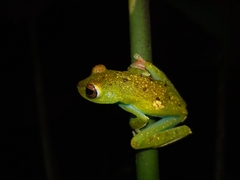 Boana rufitela