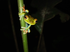 Boana rufitela