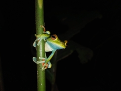 Boana rufitela