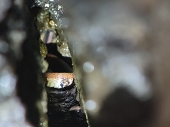 Nerodia sipedon pleuralis