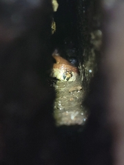 Nerodia sipedon pleuralis