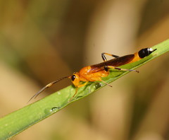 Ischnojoppa luteator