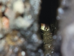 Nerodia sipedon pleuralis