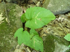 Scrobipalpula manierreorum