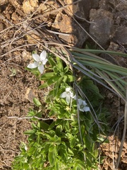 Craterocapsa tarsodes