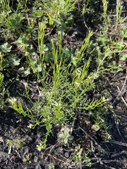 Cardamine parviflora