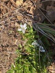 Craterocapsa tarsodes