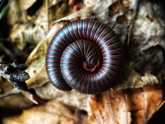 Narceus americanus