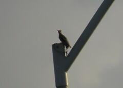 Melanerpes superciliaris