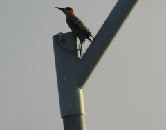 Melanerpes superciliaris