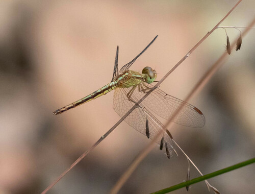 Paddyfield Parasol photo 2