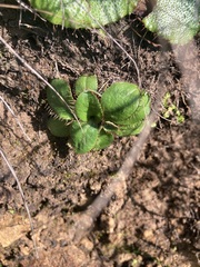 Alepidea