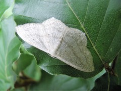 Scopula nigropunctata