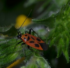 Calocoris nemoralis