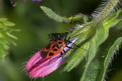 Calocoris nemoralis