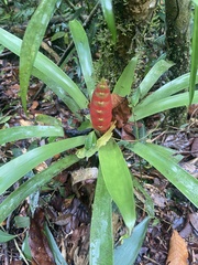 Vriesea rhodostachys