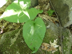 Scrobipalpula manierreorum