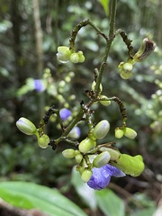 Dichorisandra penduliflora