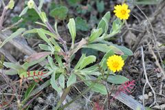 Calendula arvensis