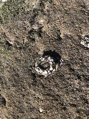 Anthopleura elegantissima