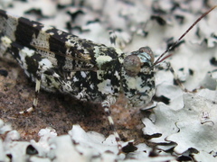 Trimerotropis saxatilis