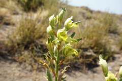 Chloraea