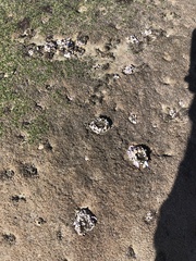 Anthopleura elegantissima