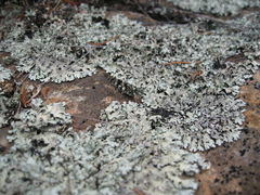 Trimerotropis saxatilis