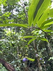Dichorisandra penduliflora