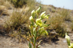 Chloraea