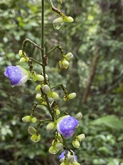 Dichorisandra penduliflora