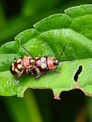 Oedionychina