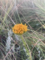 Sebaea sedoides