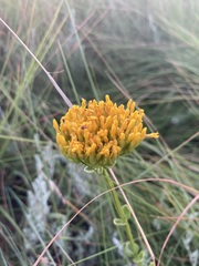 Sebaea sedoides