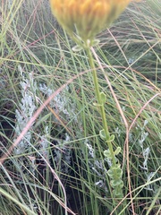 Sebaea sedoides