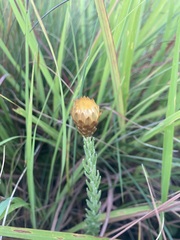 Helichrysum herbaceum